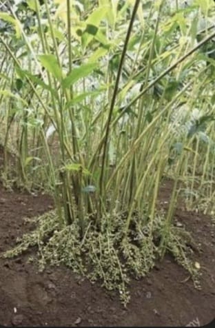 Small Green Cardamom